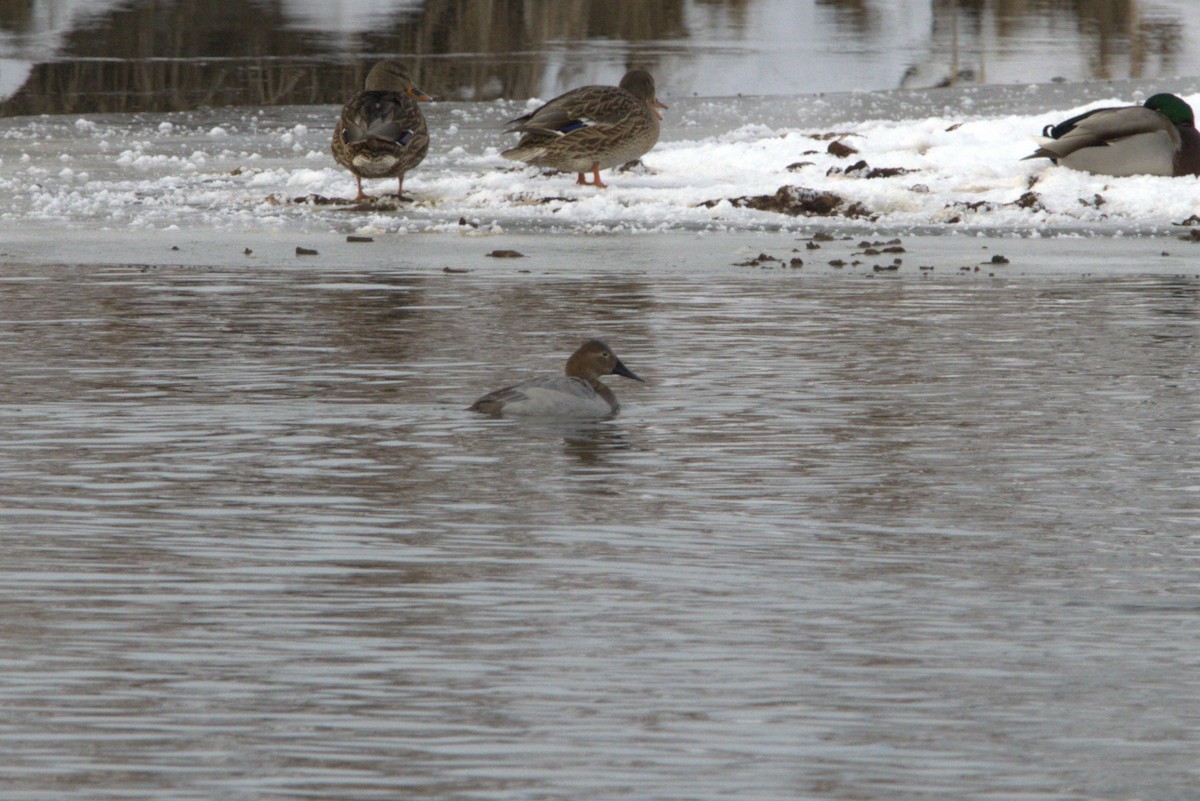 Canvasback - ML646265342