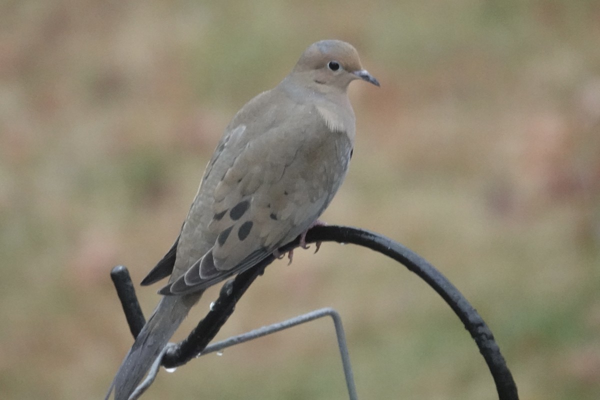 Mourning Dove - ML646265343