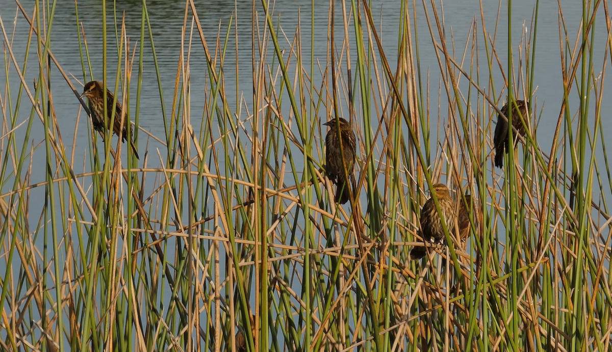 Red-winged Blackbird - ML646265344