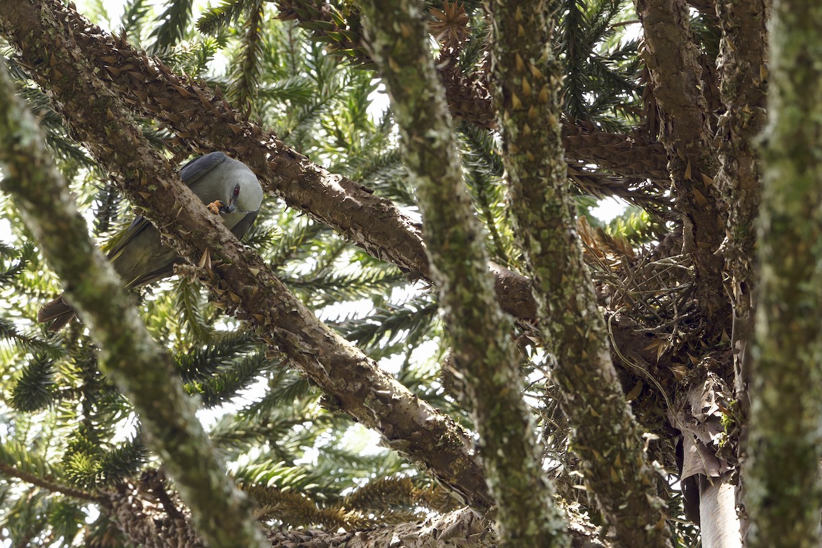 Plumbeous Kite - ML646265349