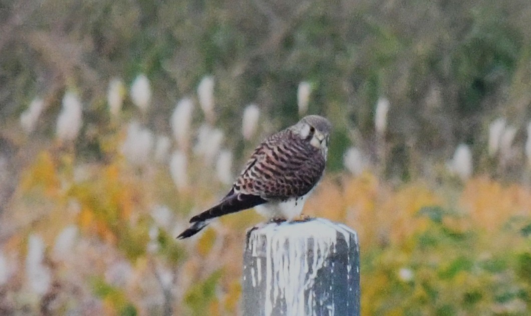 Боривітер звичайний - ML646265350