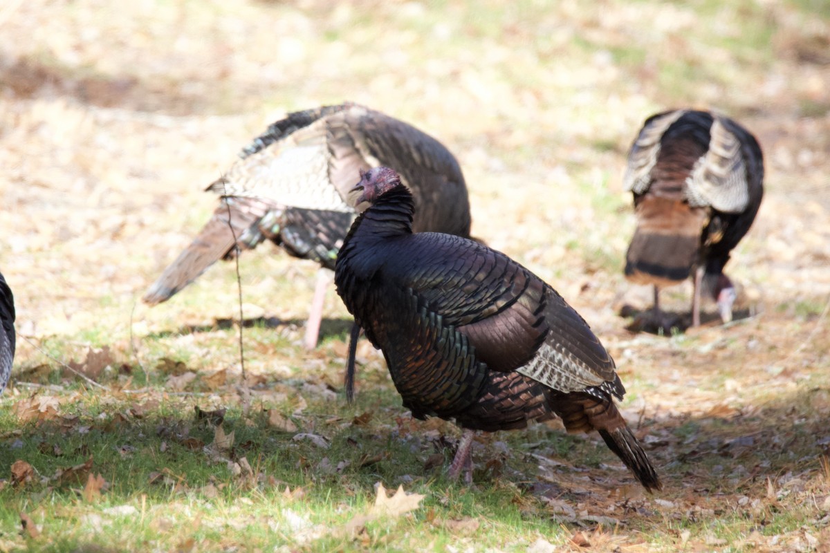 Wild Turkey - ML646265351