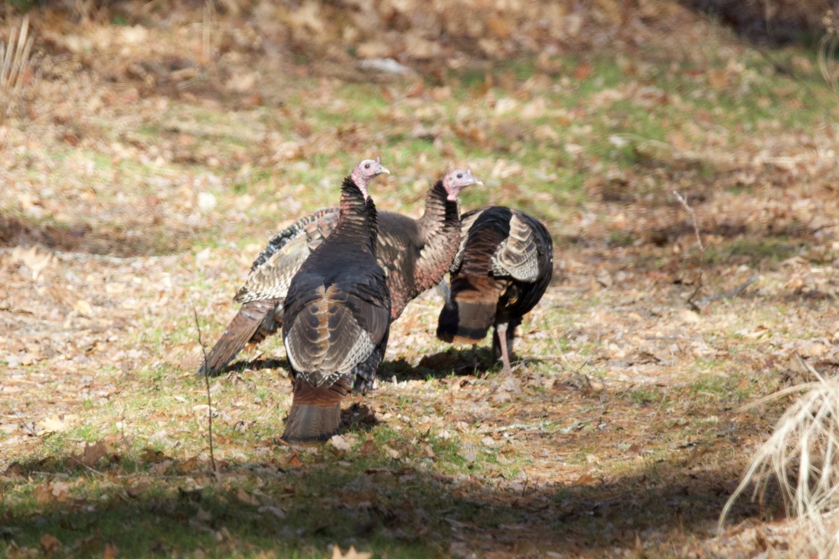 Wild Turkey - ML646265352