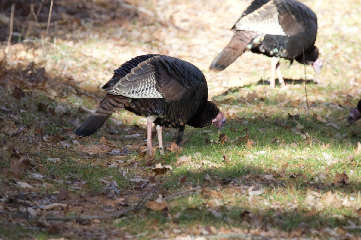 Wild Turkey - ML646265353