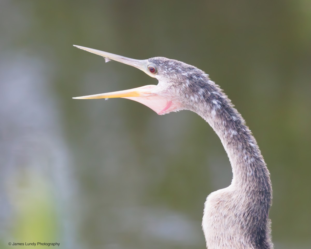 Anhinga - ML646265355