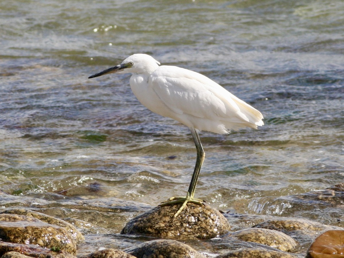 Little Egret - ML646265357