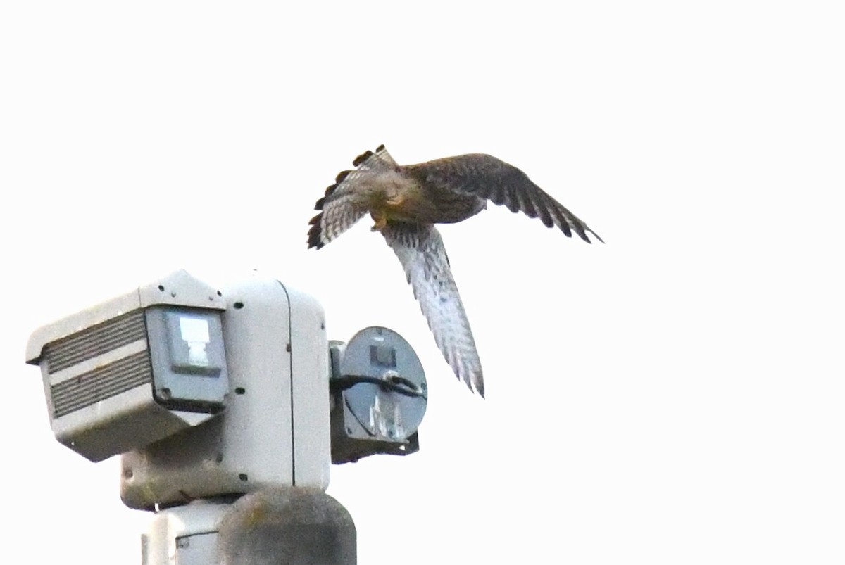 Боривітер звичайний - ML646265358