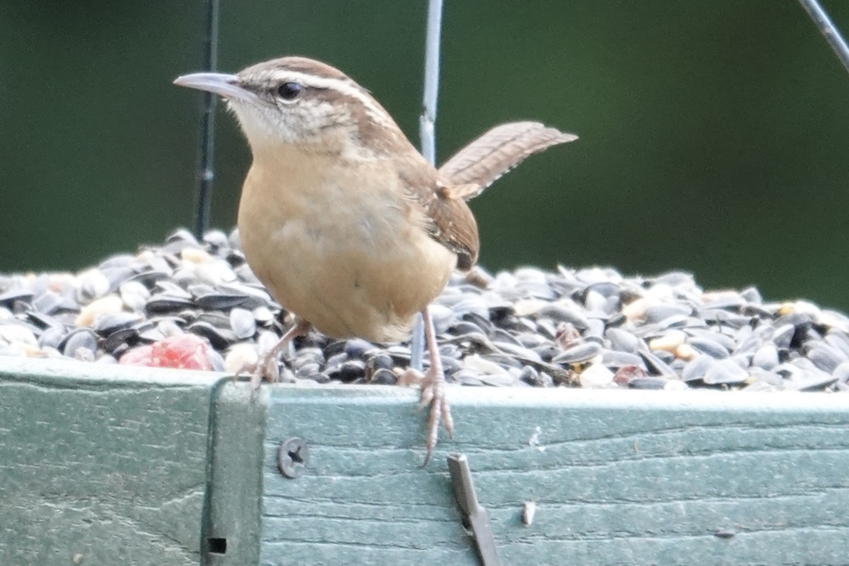 Carolina Wren - ML646265359
