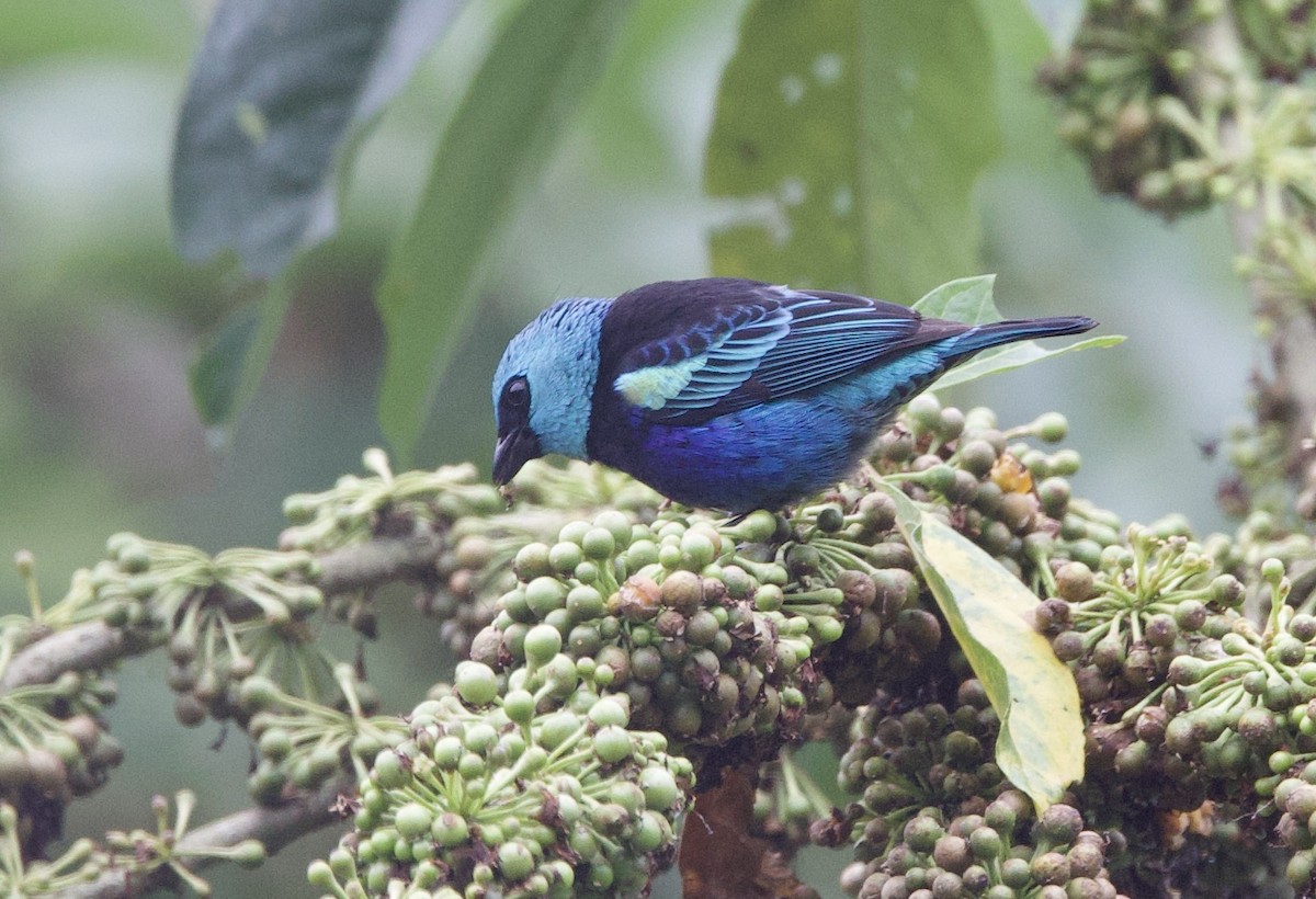 Blue-necked Tanager - ML646265360