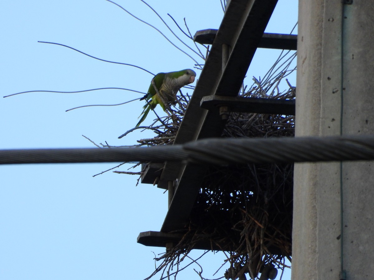 Monk Parakeet - ML646265361