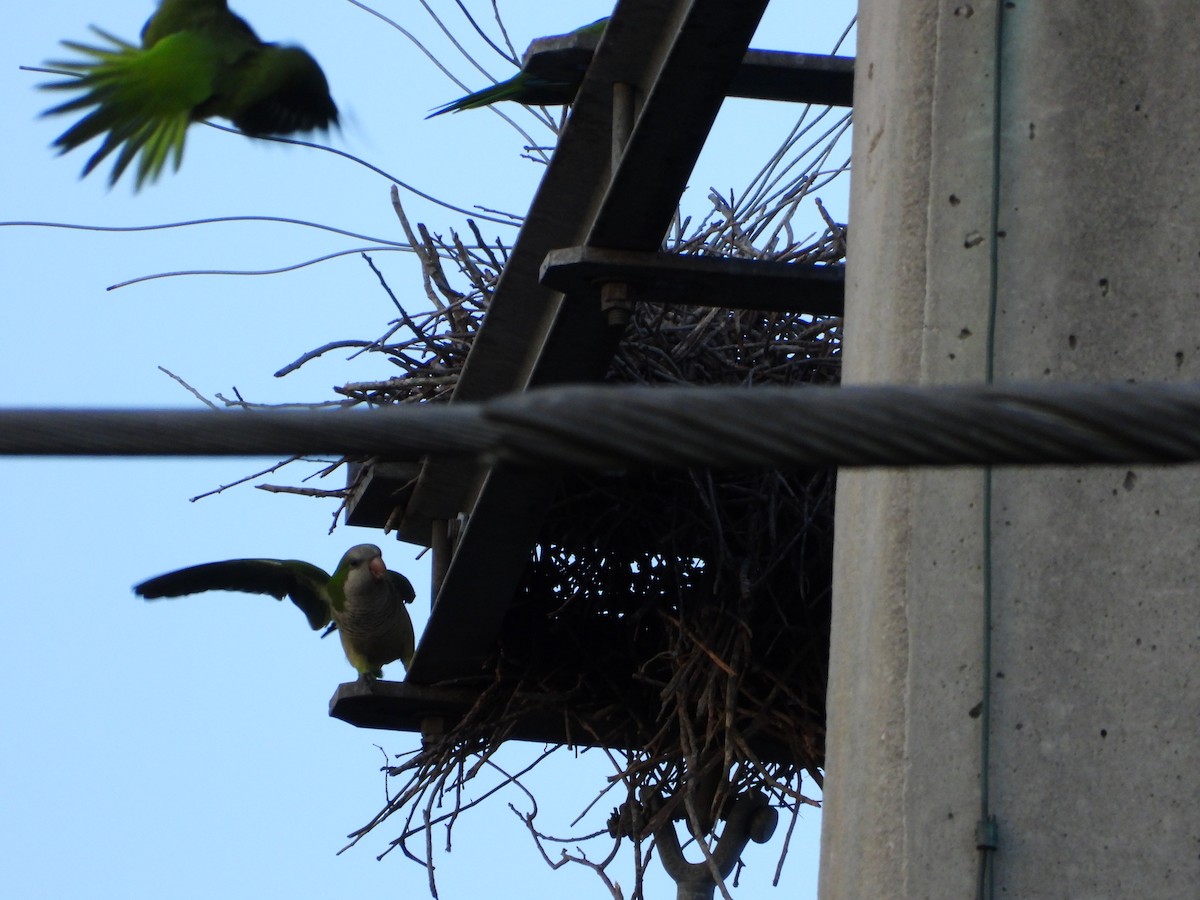 Monk Parakeet - ML646265363