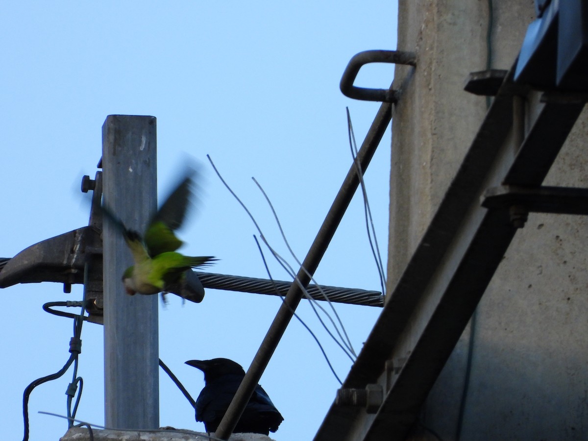 Monk Parakeet - ML646265364