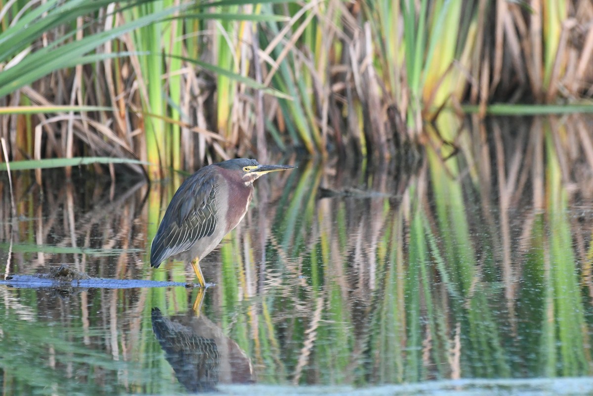 Green Heron - ML646265368