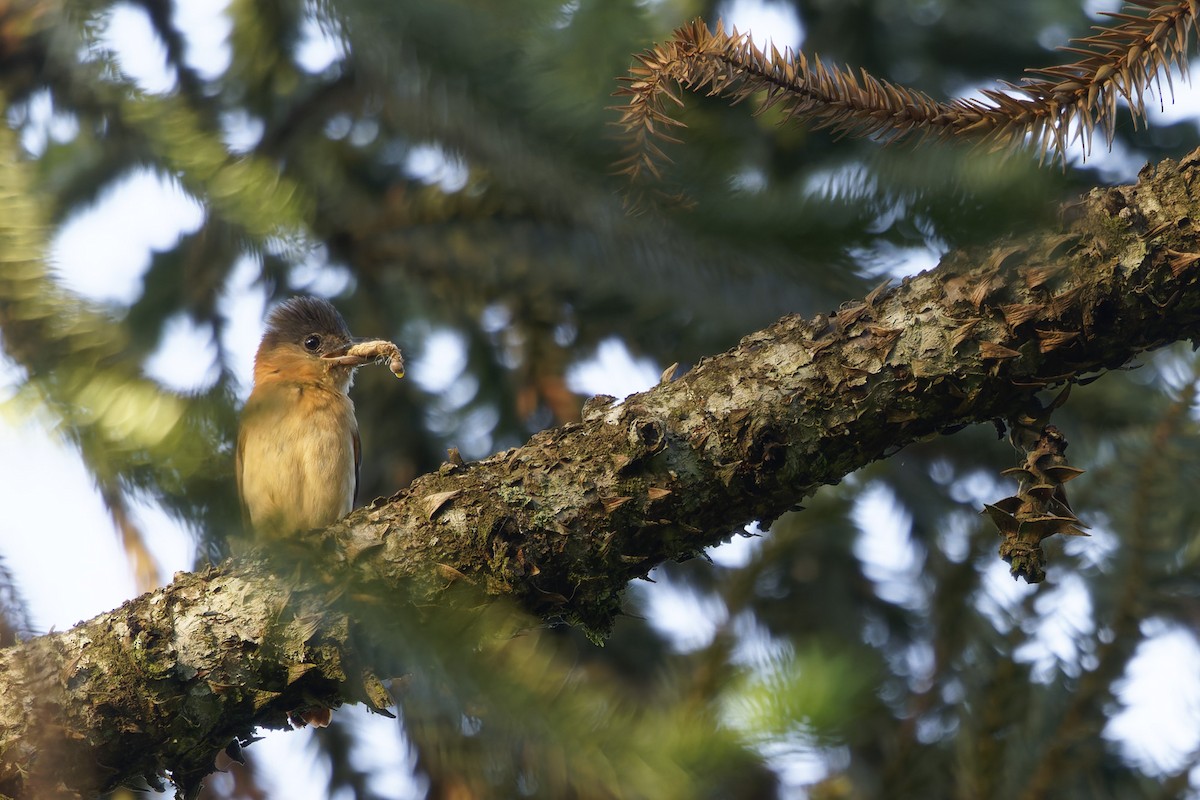 Crested Becard - ML646265372