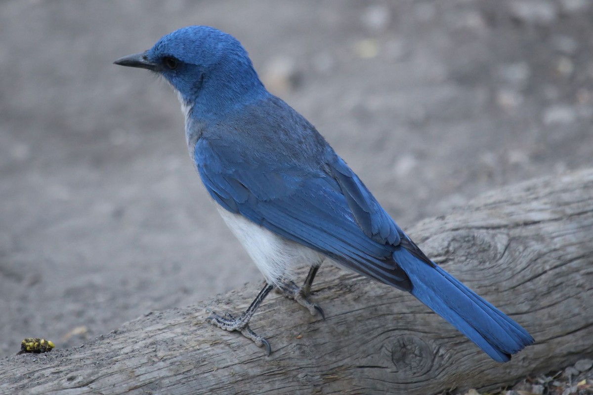 Mexican Jay - ML646265373