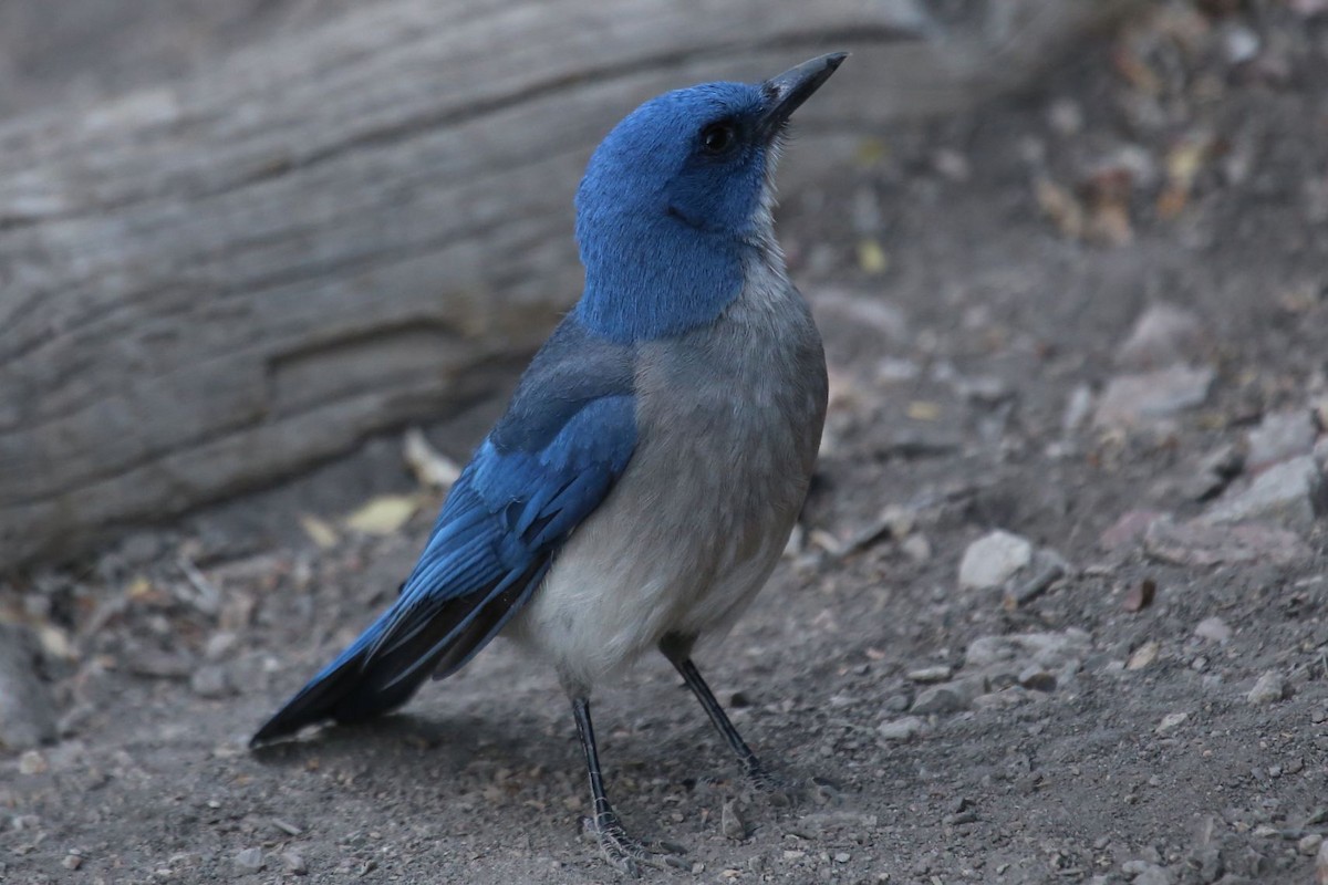 Mexican Jay - ML646265374