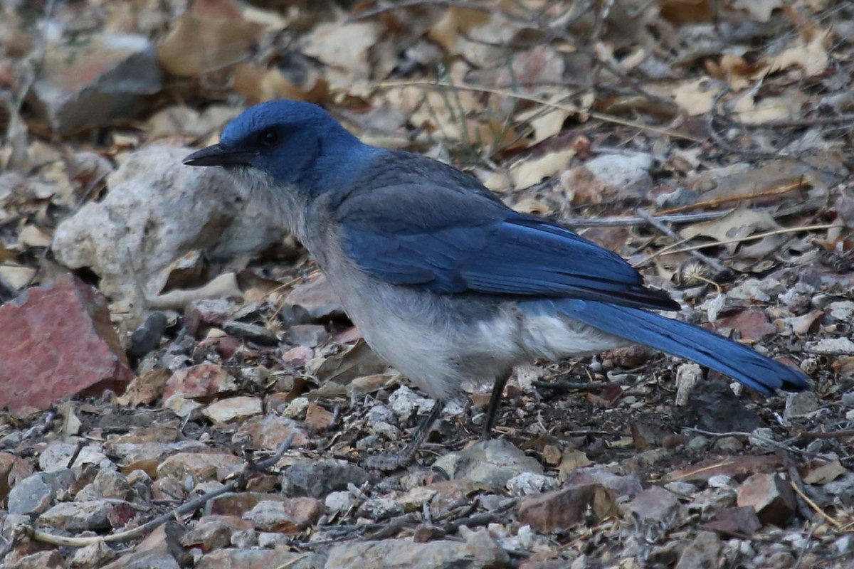 Mexican Jay - ML646265375