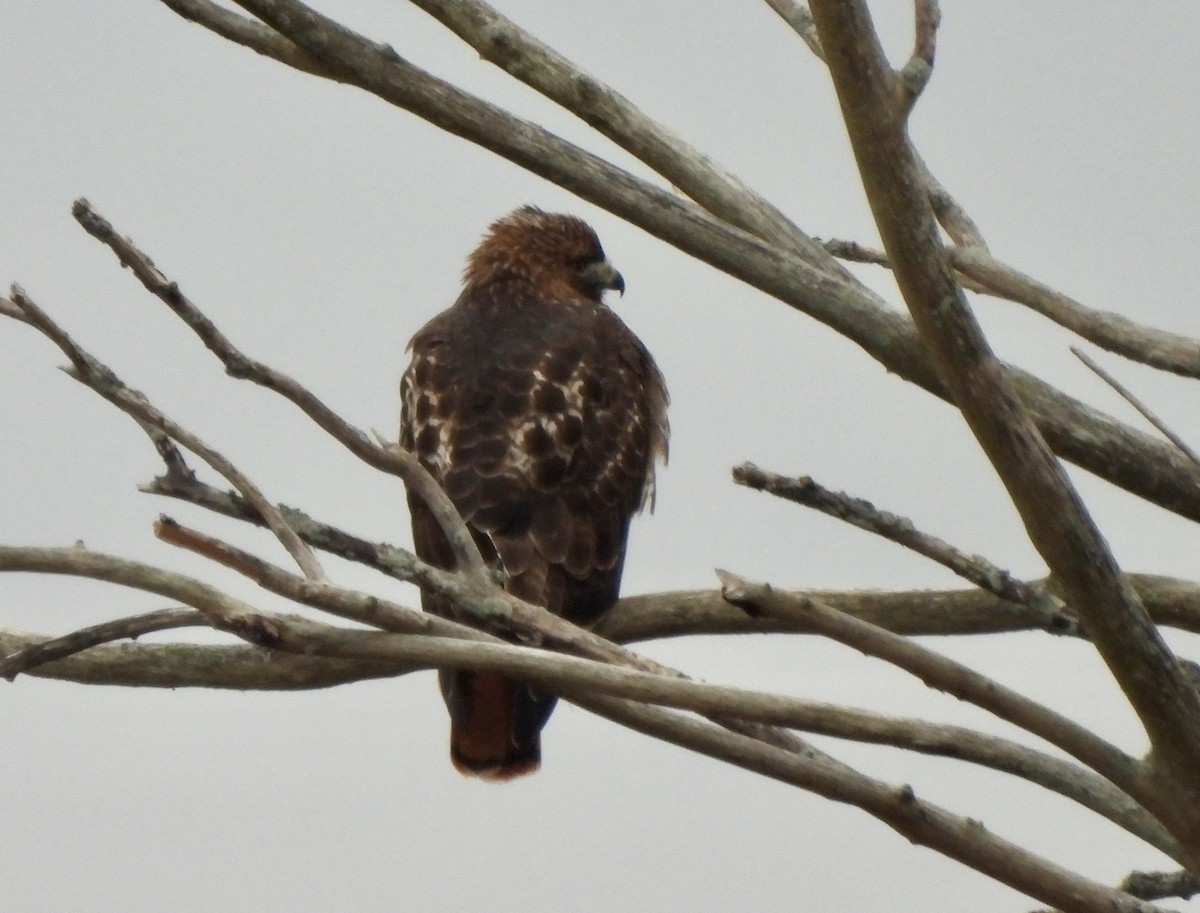 Red-tailed Hawk - ML646265378