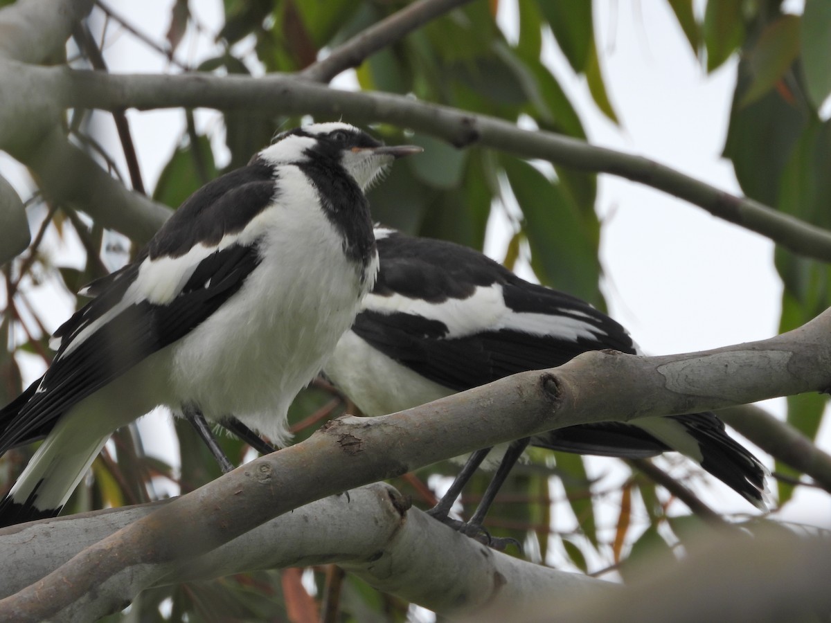 Gralline pie - ML646265379