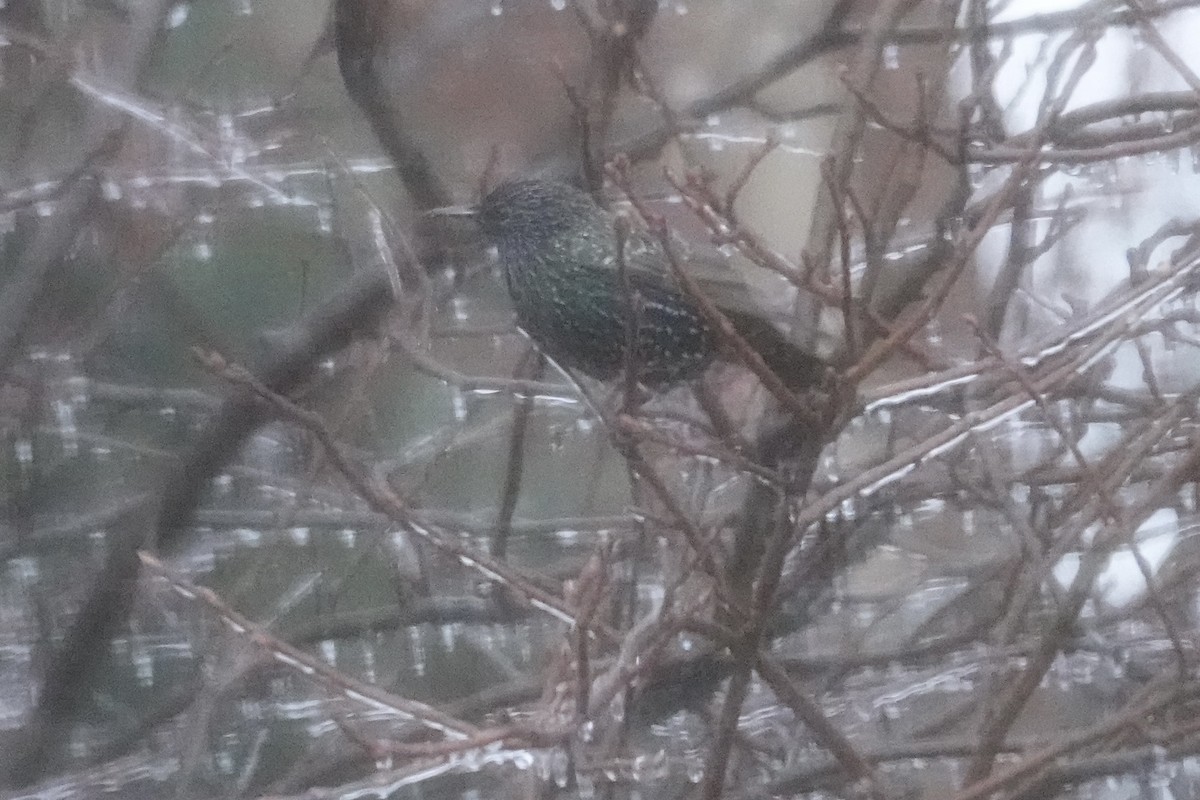 European Starling - ML646265381