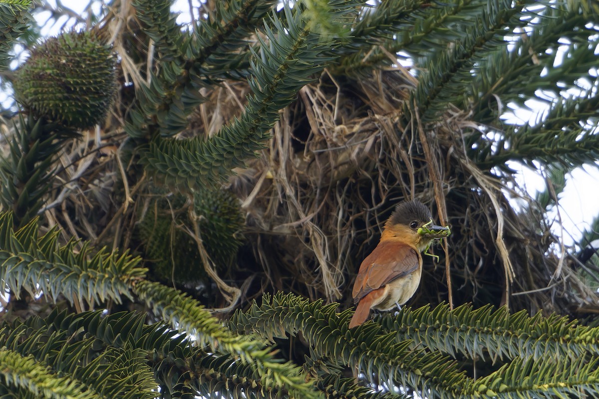 Crested Becard - ML646265389