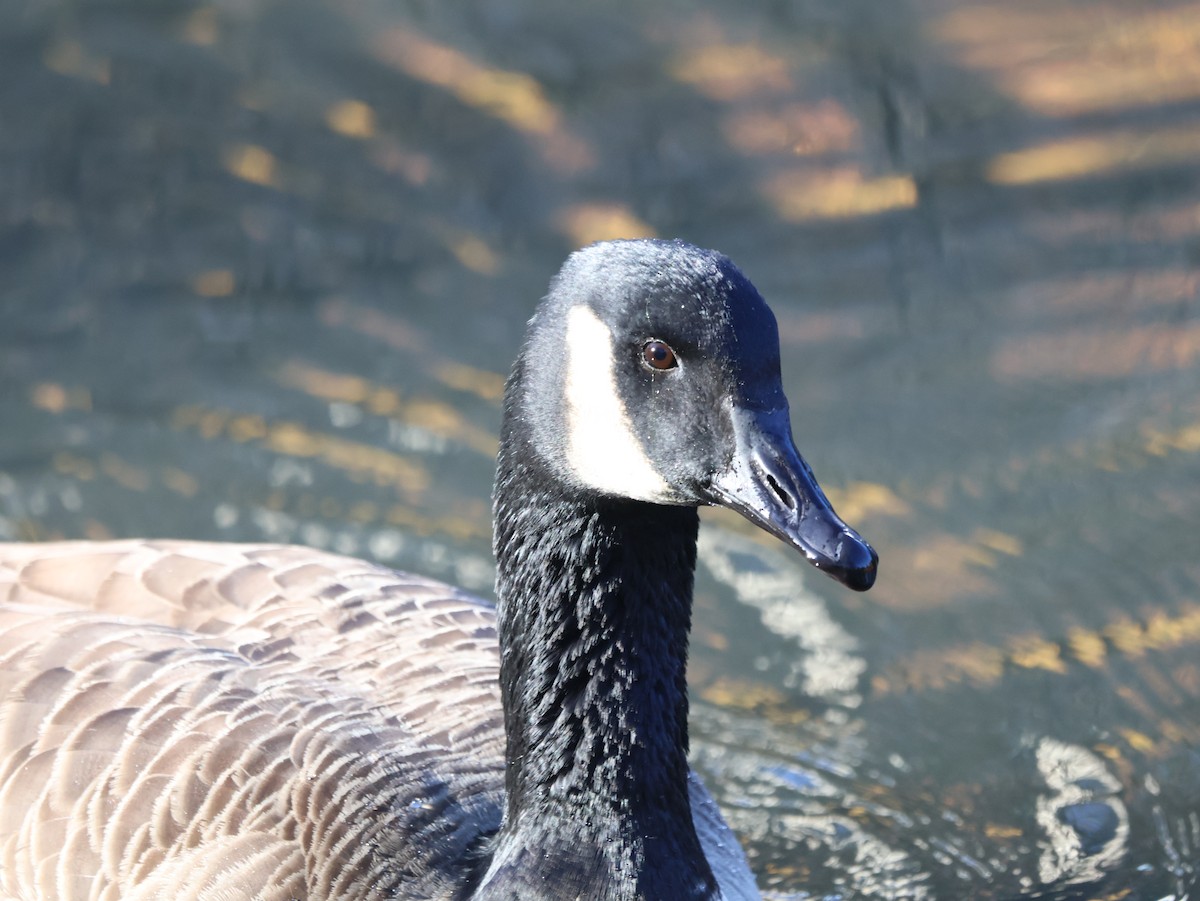 Oca canadese maggiore - ML646265393