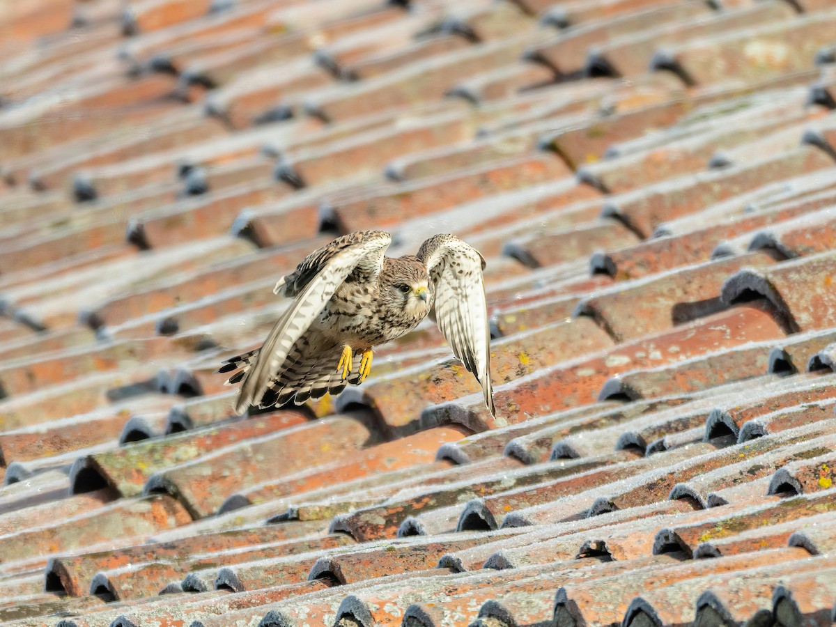 Eurasian Kestrel - ML646265396