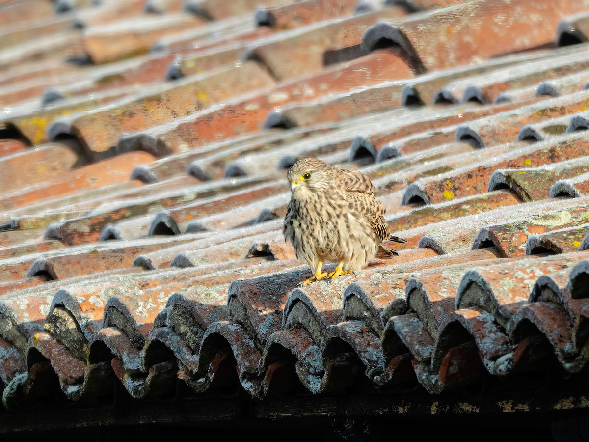 Eurasian Kestrel - ML646265397