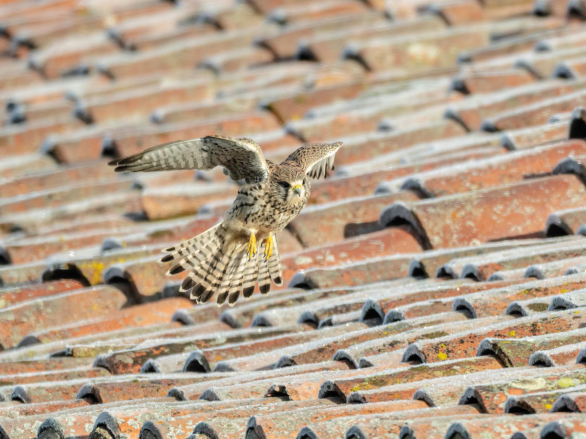 Eurasian Kestrel - ML646265398