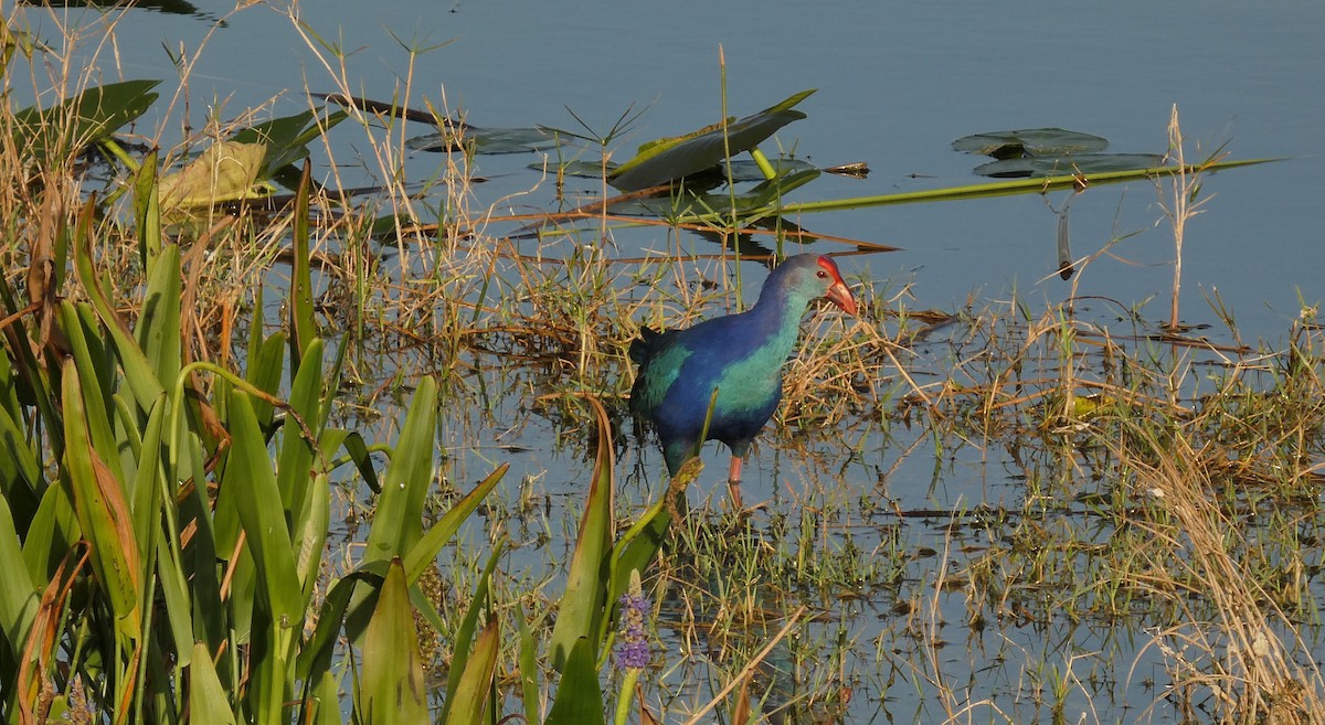 slípka šedohlavá - ML646265400