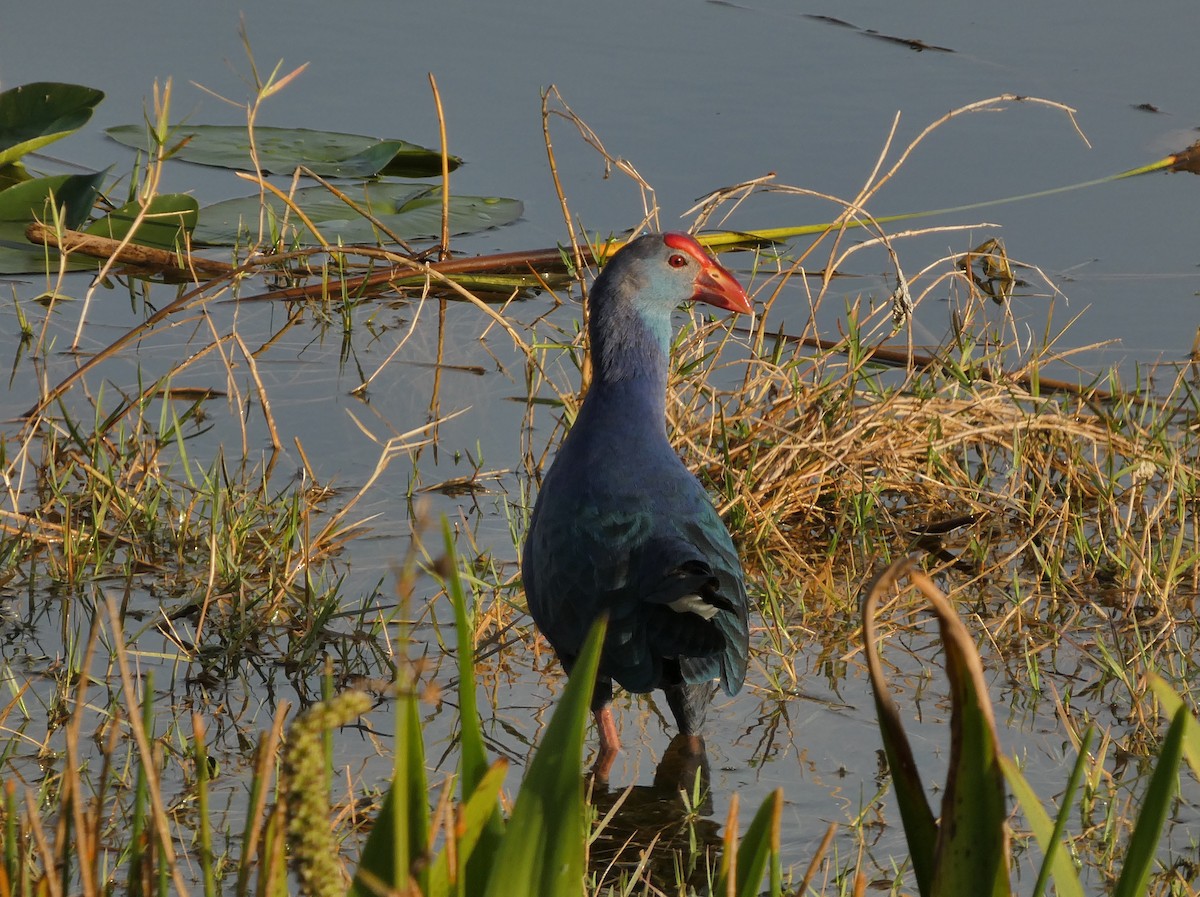 Talève à tête grise - ML646265401