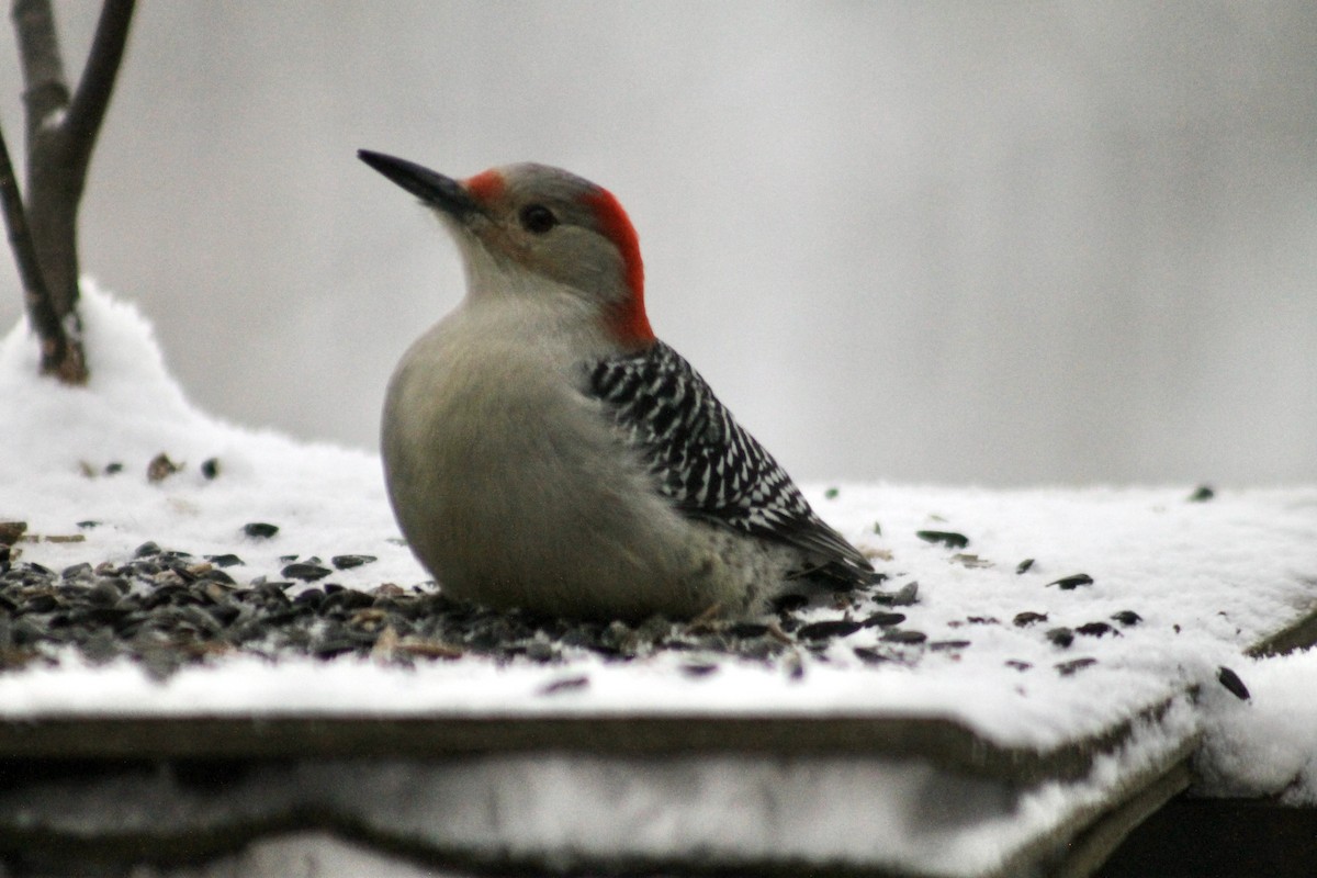 Red-bellied Woodpecker - ML646265404