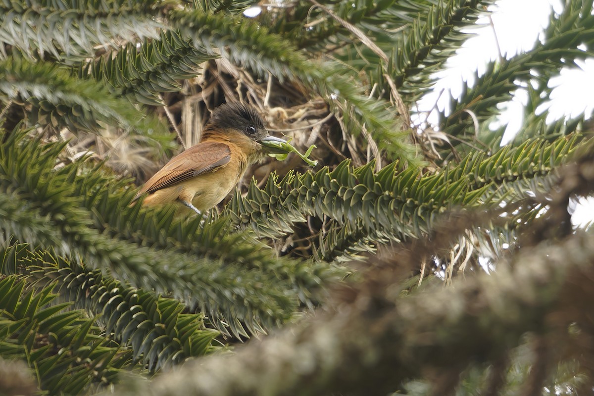 Crested Becard - ML646265405