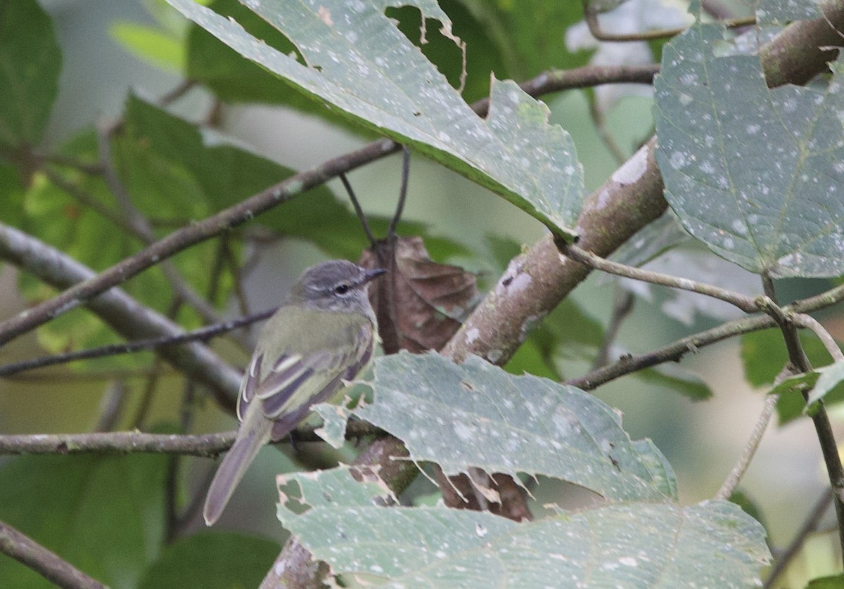 Slaty-capped Flycatcher - ML646265407