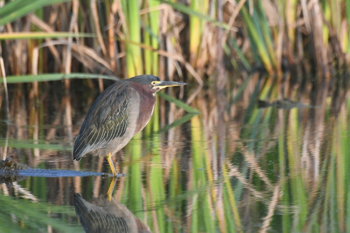 Héron vert - ML646265408