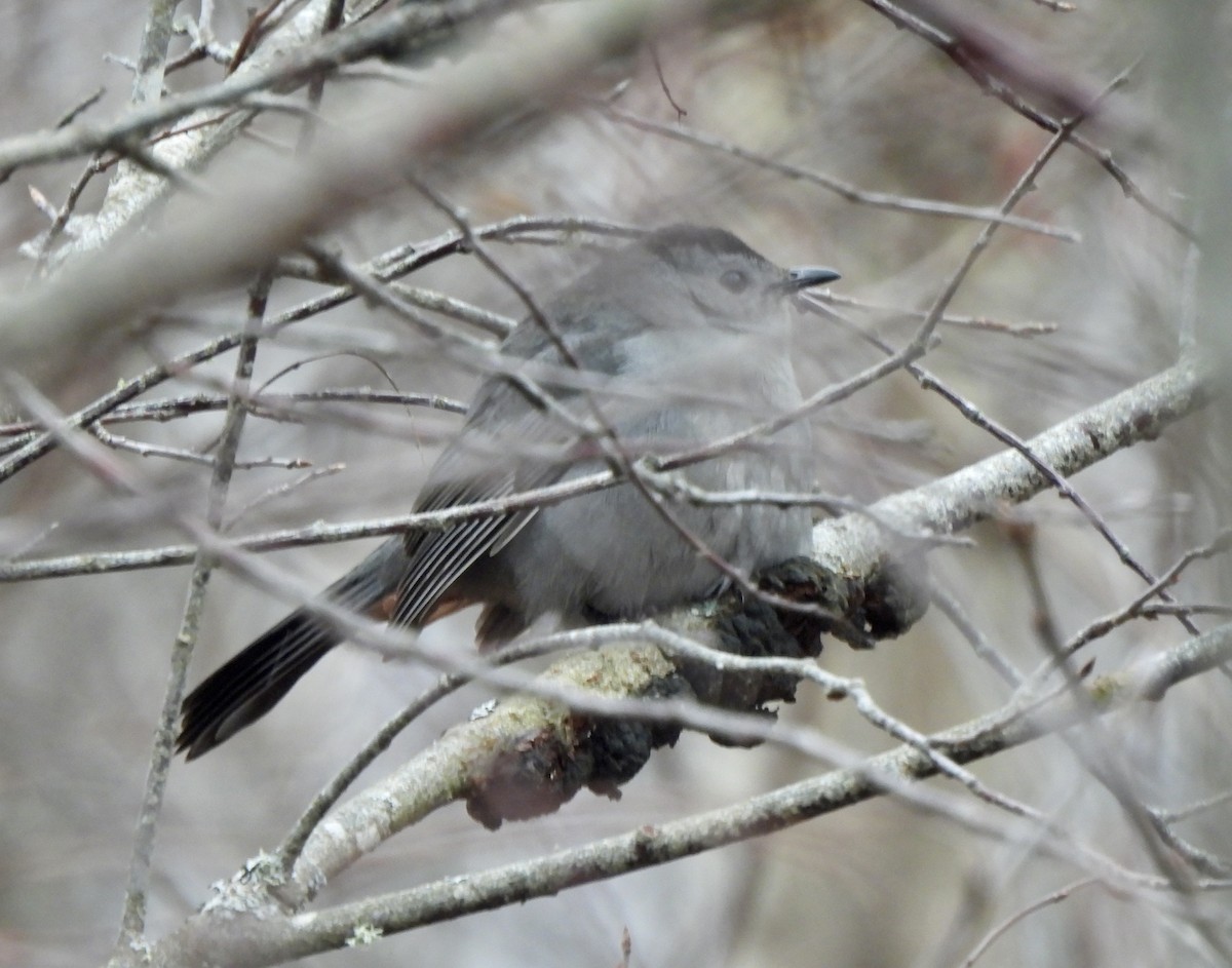 Gray Catbird - ML646265409