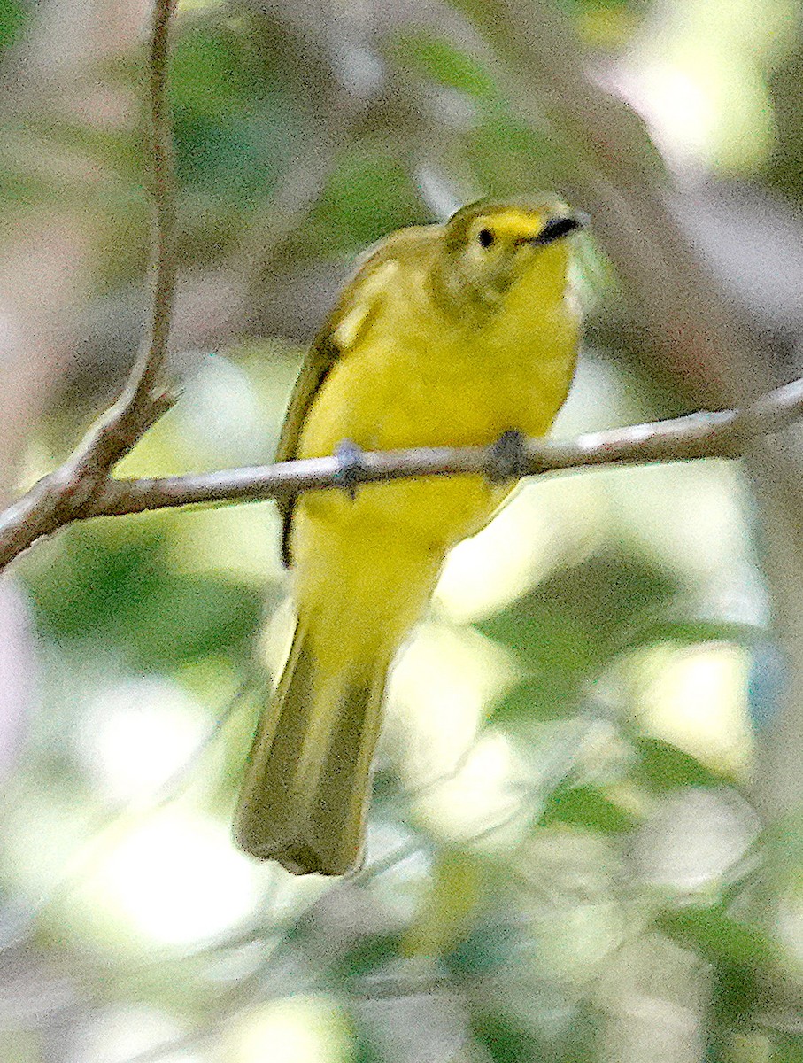 Bulbul à sourcils d'or - ML646265410