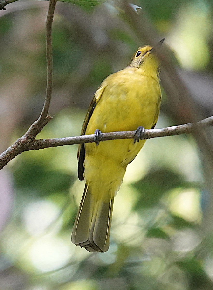Bulbul à sourcils d'or - ML646265411