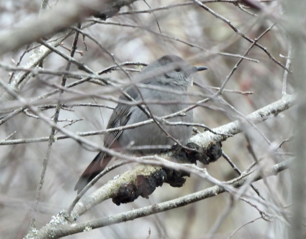 Gray Catbird - ML646265412