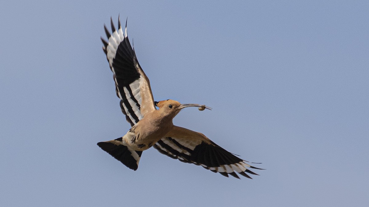 Huppe fasciée - ML646265413