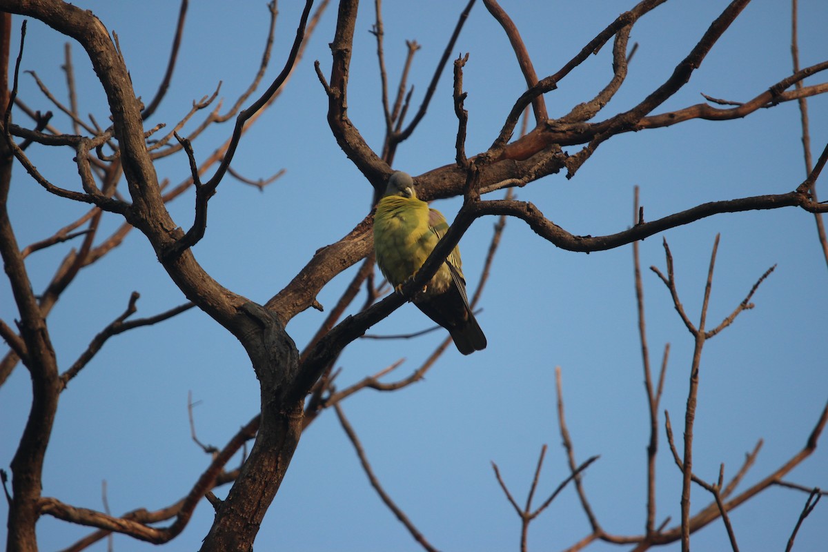 Colombar commandeur - ML646265414