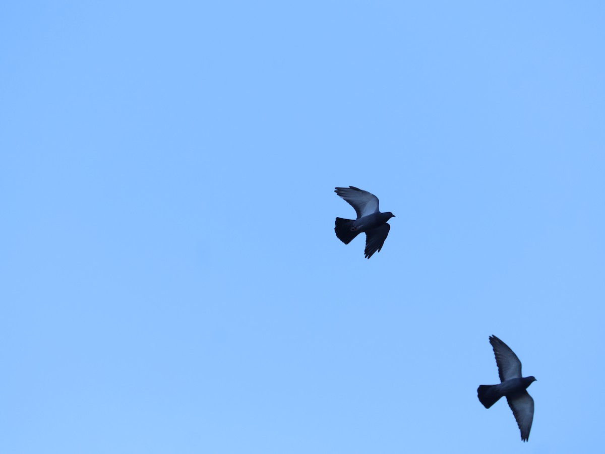 Pigeon biset (forme domestique) - ML646265416