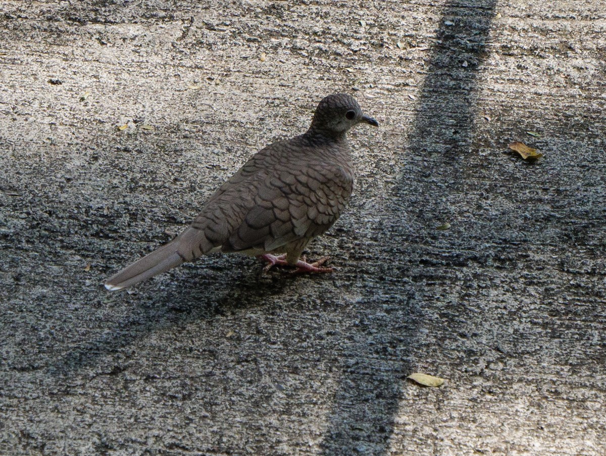 Colombe inca - ML646265417