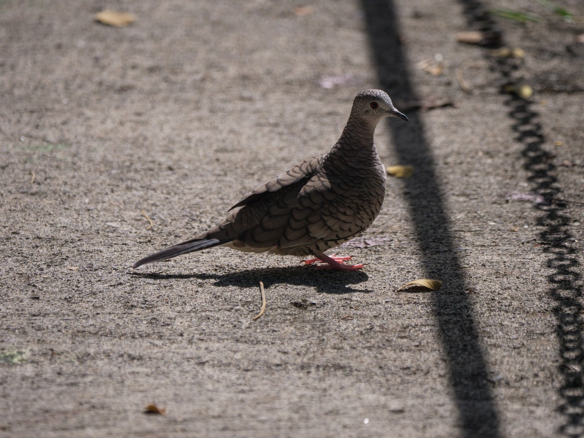 Tortolita Mexicana - ML646265419