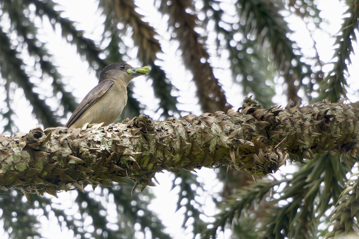 Bécarde huppée - ML646265420