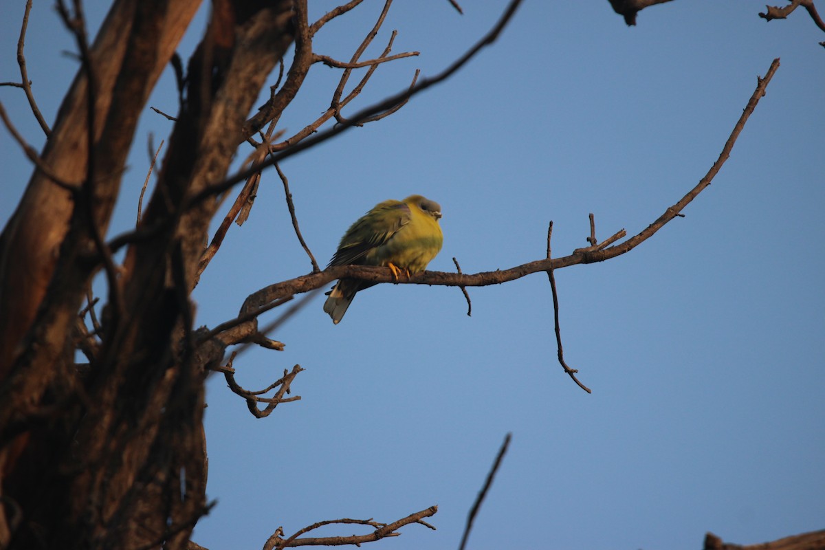 Colombar commandeur - ML646265421