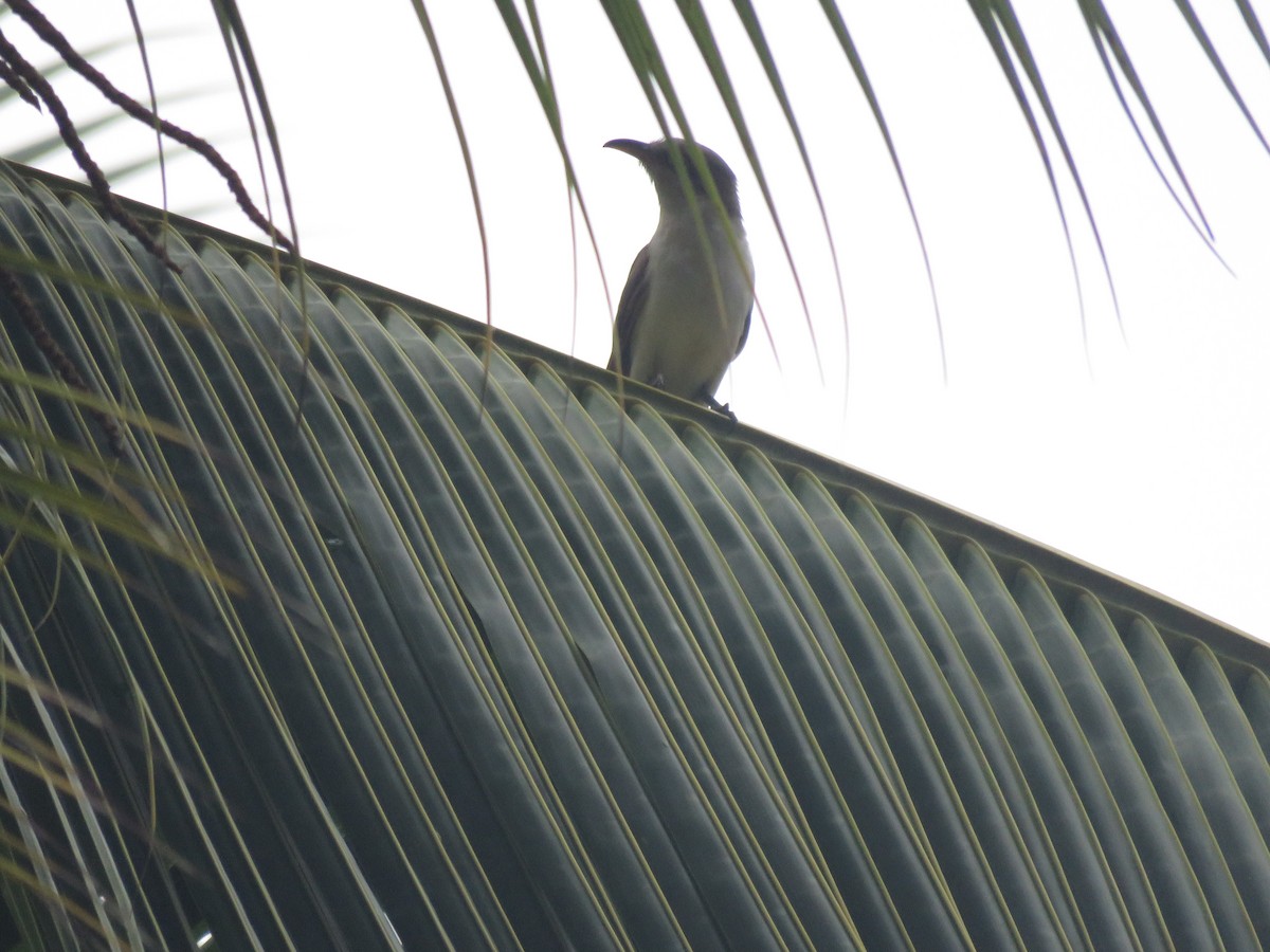 Coulicou à bec jaune - ML646265424