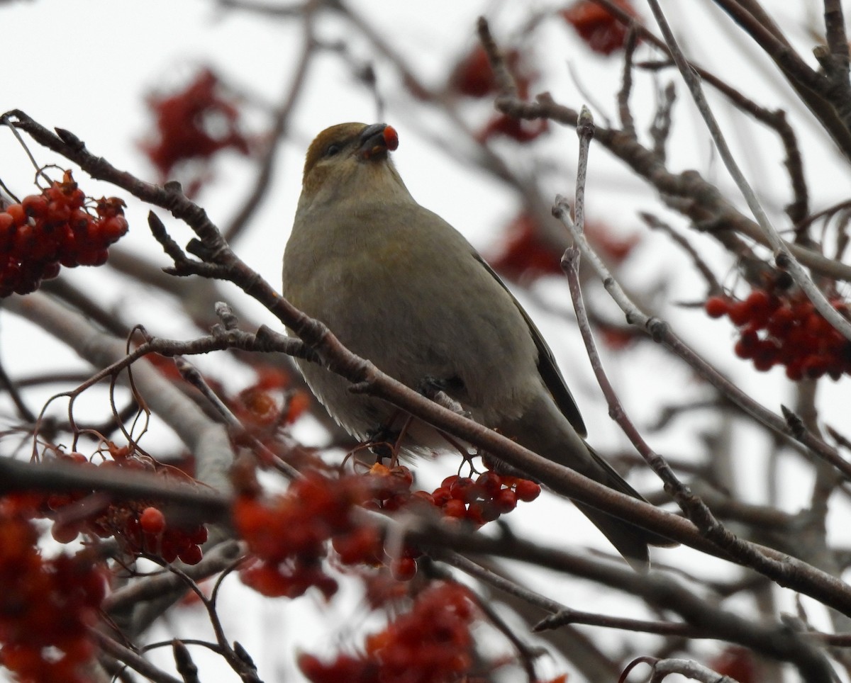 Durbec des sapins - ML646265425