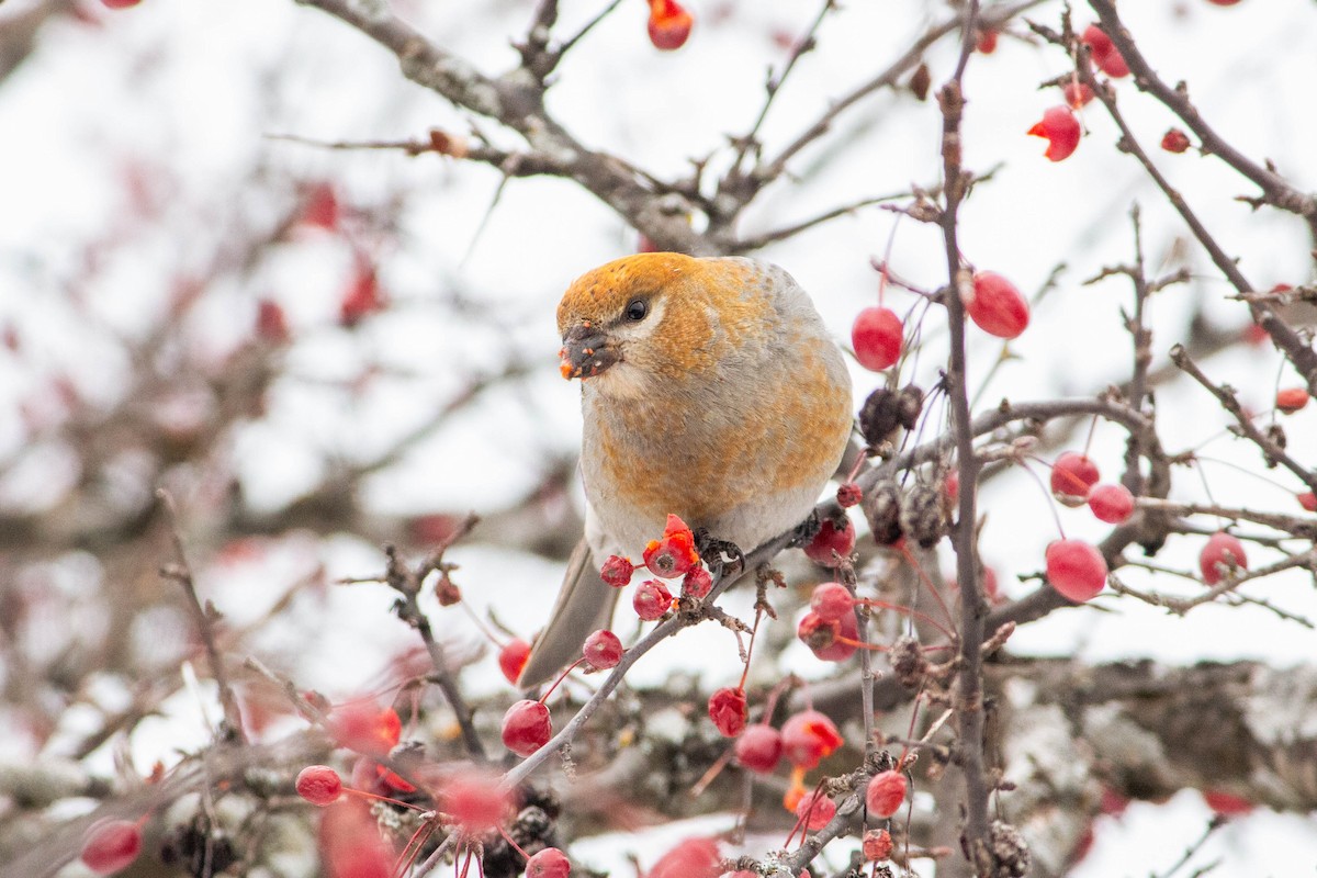 Pine Grosbeak - ML646265426