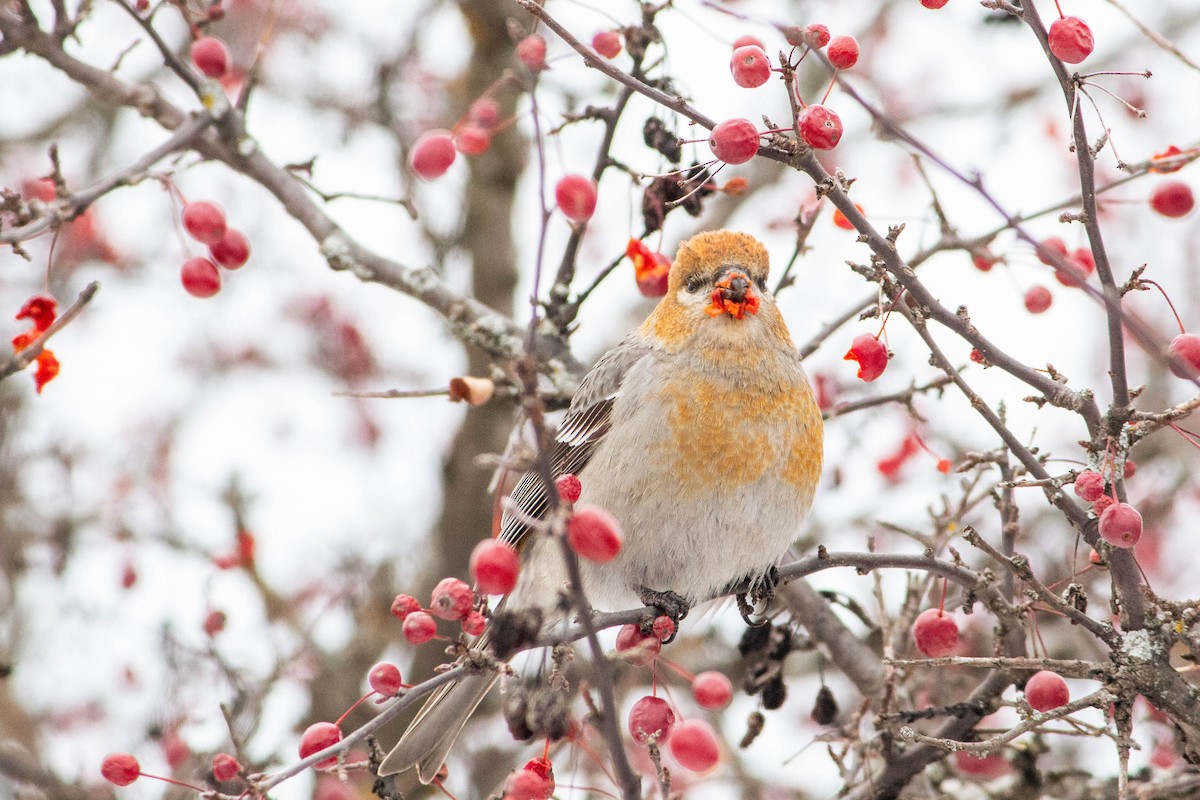 Pine Grosbeak - ML646265427